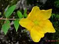 Short-Stamen Hypericum